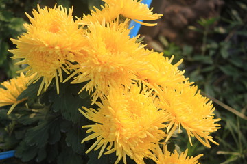  chrysanthemum  flower 