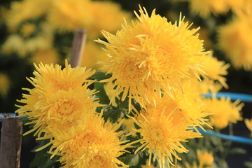  chrysanthemum  flower 