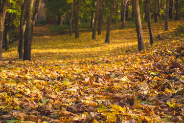 Autumn park landscape - blurred park trees and fallen dry autumn leaves in city park.