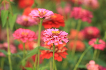 Obraz premium red flowers in the garden