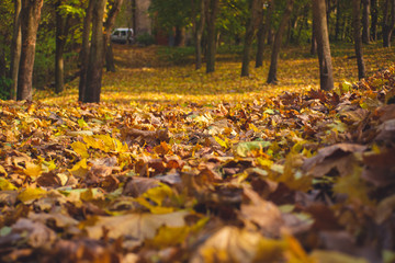 Autumn park landscape - blurred park trees and fallen dry autumn leaves in city park.