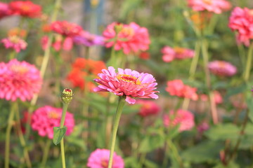 Obraz premium flowers in garden