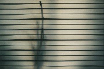 Cactus shadow falling on window blinds