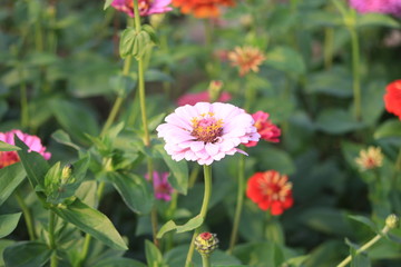 red flower in the garden