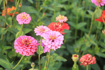 red flowers in garden
