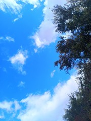 sky and clouds with olive branch