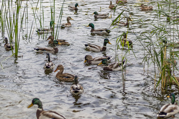 Wild Ducks on City lake water looking for food
