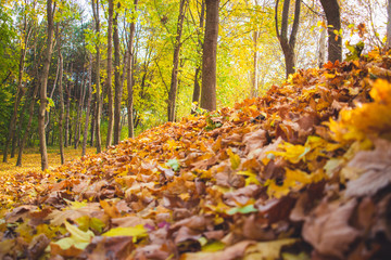 Autumn park landscape - blurred park trees and fallen dry autumn leaves in city park.