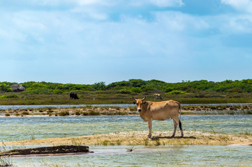 Natural landscape with cow and a shallow stream of transparent water in Brazil