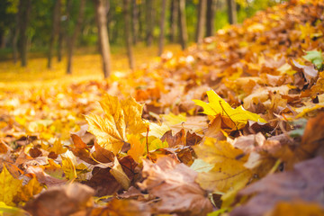 Autumn park landscape - blurred park trees and fallen dry autumn leaves in city park.