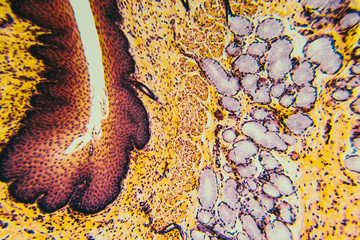 Cross section esophagus dog