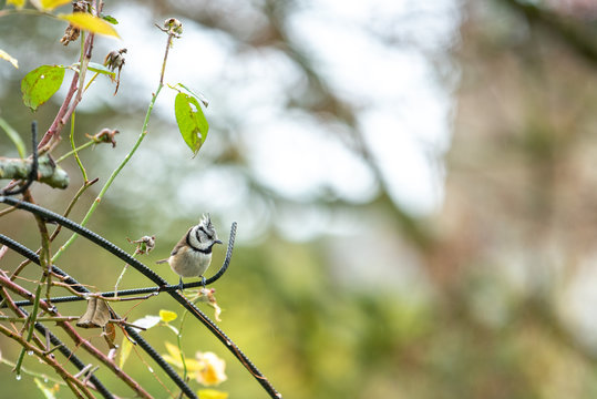 M&eacute;sange Hupp&eacute;e