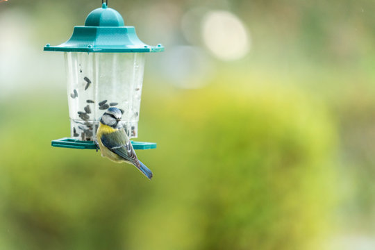 M&eacute;sange bleue