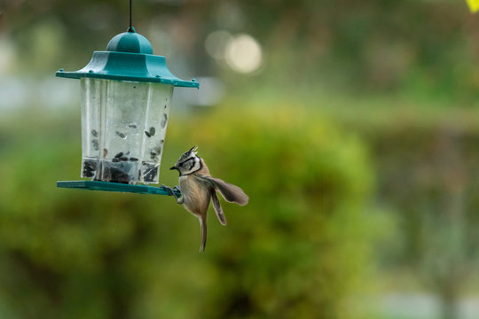 M&eacute;sange Hupp&eacute;e