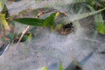 Spider in the net with morning dew