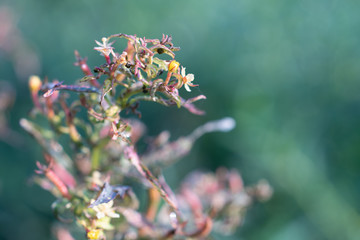 Close up small purple flowers (Limnophila geoffrayi Bonati) on blur background 