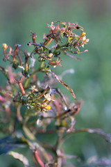 Close up small purple flowers (Limnophila geoffrayi Bonati) on blur background 
