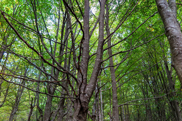 árvore com muitos troncos esguios, com folhagem verdejante