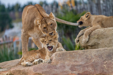 Lionne et lionceaux