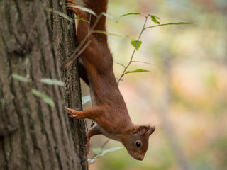 Ecureuil roux de profil descendant d'un arbre. Sciurus vulgaris. © Sandrine Miguirian