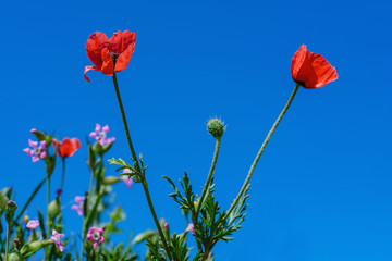 Landscape nature- red poppy