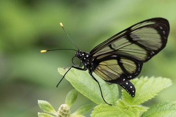 Beaut&eacute; transparente
