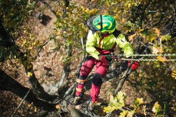 Arborist man cutting a branches with chainsaw and throw on a ground. The worker with helmet working at height on the trees. Lumberjack working with chainsaw during a nice sunny day. 