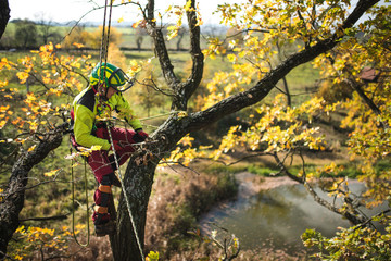 Arborist man cutting a branches with chainsaw and throw on a ground. The worker with helmet working at height on the trees. Lumberjack working with chainsaw during a nice sunny day.  - 301999709