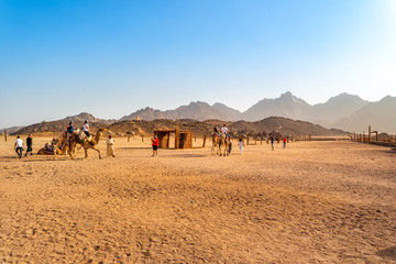 Fototapeta na wymiar Camel Trip in the Oriental desert Egypt near Safaga, Africa 