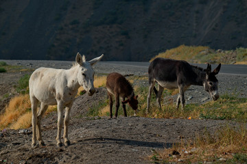 Fototapeta na wymiar Tajikistan. The Pamir highway. The domestic donkey is a domesticated subspecies of the wild donkey widely distributed in the economy of many developing countries.