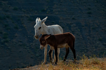 Naklejka na ściany i meble Tajikistan. The Pamir highway. The domestic donkey is a domesticated subspecies of the wild donkey widely distributed in the economy of many developing countries.
