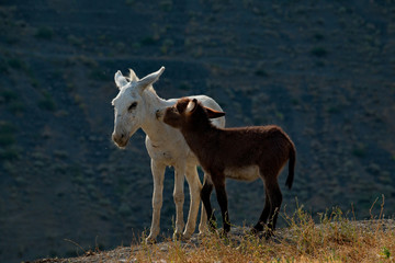 Tajikistan. The Pamir highway. The domestic donkey is a domesticated subspecies of the wild donkey widely distributed in the economy of many developing countries.