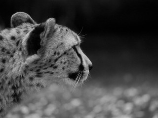Guépard.  Portrait de profil © Sandrine Miguirian