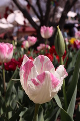White and pink tulip colored natural flower garden photography