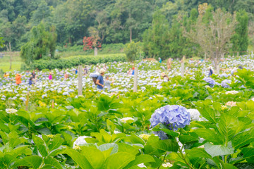 purple hydrangea flower or hortensia flower at the natural garden in Chiangmai Thailand, mountain agriculture , ecotourism natural attraction, botany