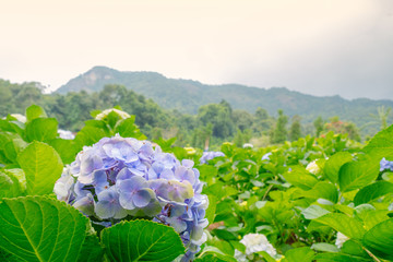 purple hydrangea flower or hortensia flower at the natural garden in Chiangmai Thailand, mountain agriculture , ecotourism natural attraction, botany