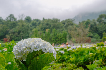 white hydrangea flower or hortensia flower at the natural garden in Chiangmai Thailand, mountain agriculture , ecotourism natural attraction, botany