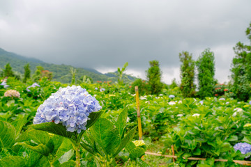 purple hydrangea flower or hortensia flower at the natural garden in Chiangmai Thailand, mountain agriculture , ecotourism natural attraction, botany