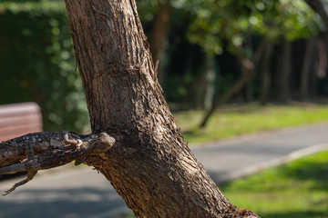 The oriental garden lizard change its skin color to be harmony with the tree, Changeable Lizard camouflage itself for survive, copy space
