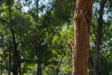 The oriental garden lizard change its skin color to be harmony with the tree, Changeable Lizard camouflage itself for survive, copy space