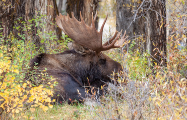 Bull Moose Bedded in Autumn in Wyoming