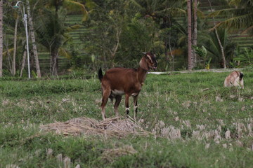 Brown goat in field, free. Steep goats