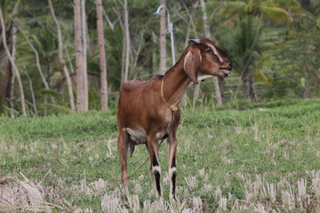 Fototapeta premium Brown goat in field, free. Steep goats