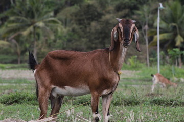 Naklejka na ściany i meble Brown goat in field, free. Steep goats