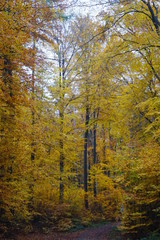 Fototapeta premium Wunderschöne Herbst Landschaft im Wald mit verfärbtem Laub und Blättern an Bäumen