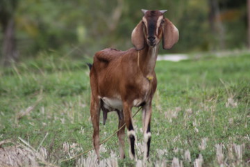 Brown goat in field, free. Steep goats