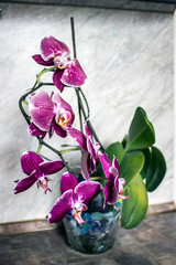 orchid flowers in a vase