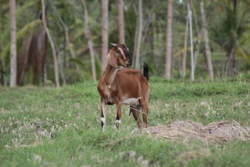 Brown goat in field, free. Steep goats