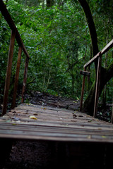 Wooden bridge in the forest