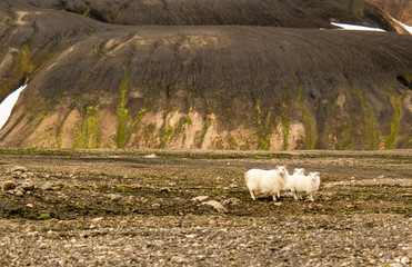 Moutons groupés dans la montagne - Islande